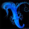 Pavo Cristatus Oceanus